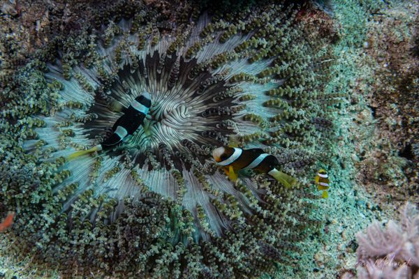 Beaded sea anemone - Puerto Galera - 21 May 2026 - Dive 1 - Ernie's Point