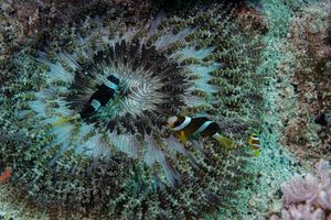 Cnidarians representative species
