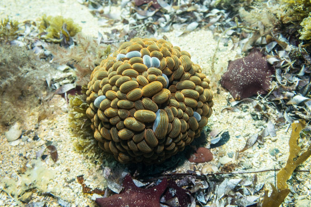 Wandering Sea Anemone hero image