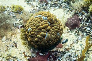 Cnidarians representative species