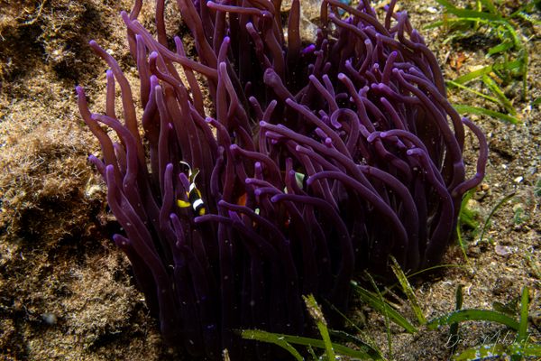 Sebae Anemone