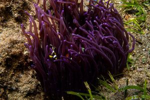 Cnidarians representative species