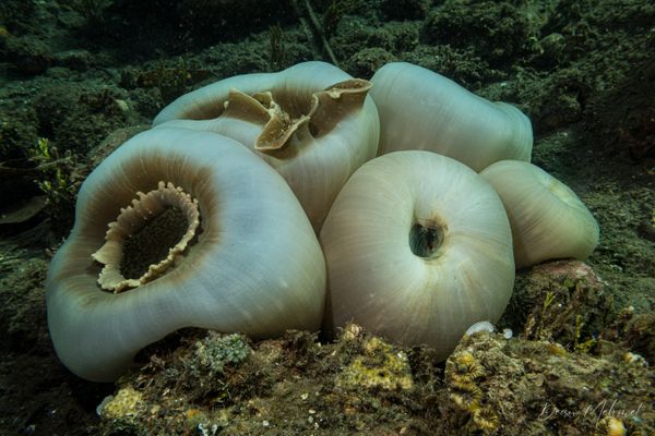 Elephant Ear Anemone