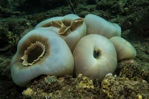 Elephant Ear Anemone