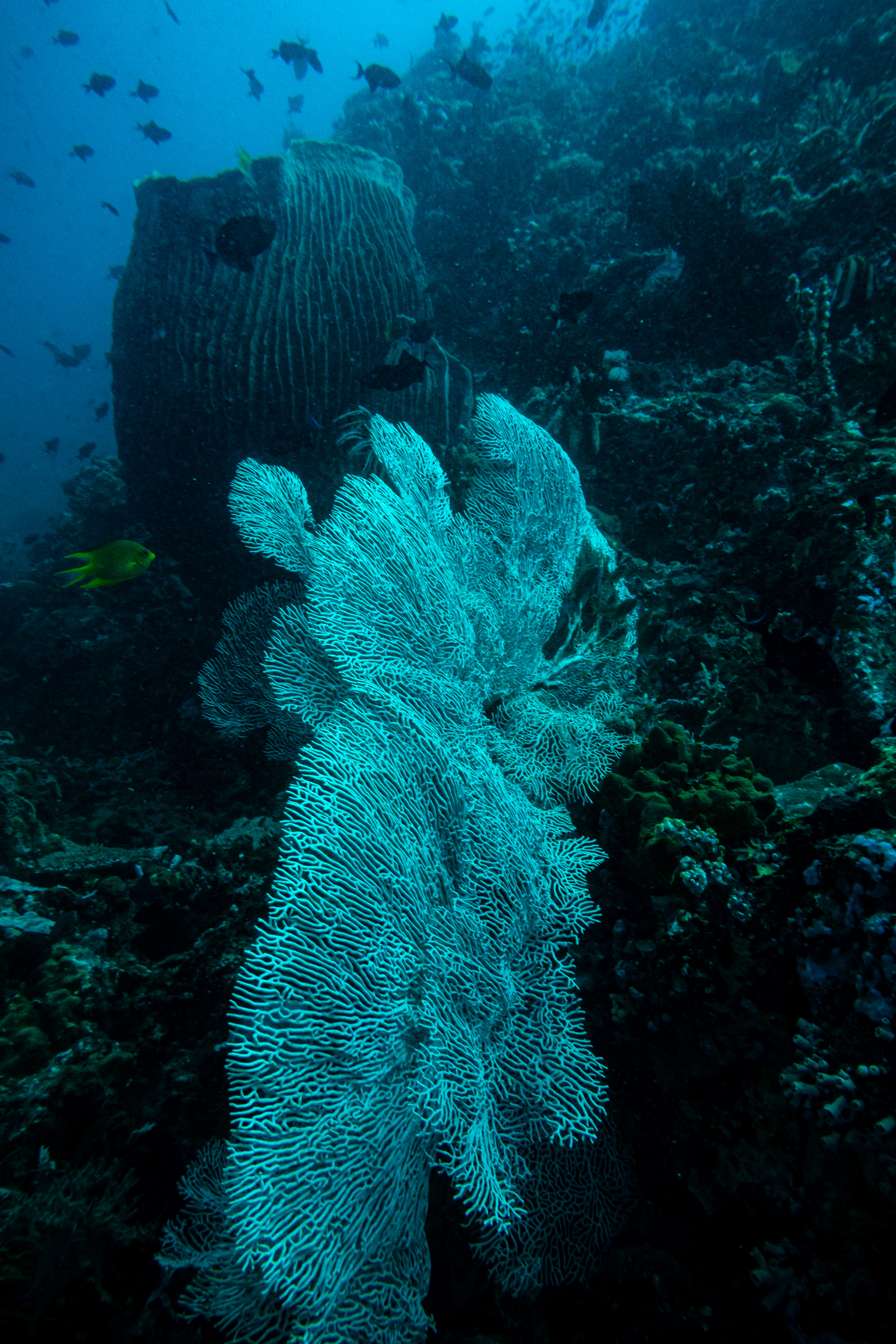 Giant Sea Fan