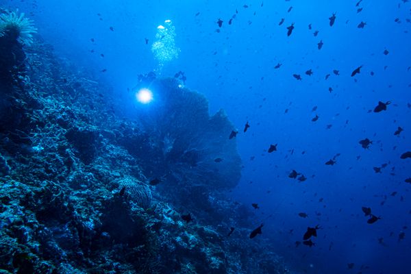 Giant Sea Fan