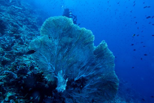 Giant Sea Fan