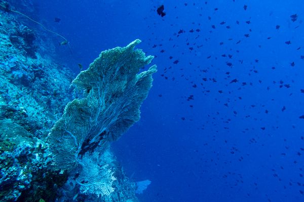 Giant Sea Fan