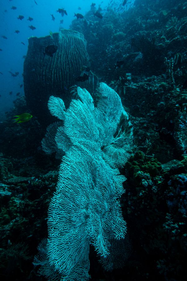 Giant Sea Fan