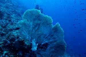 Giant Sea Fan