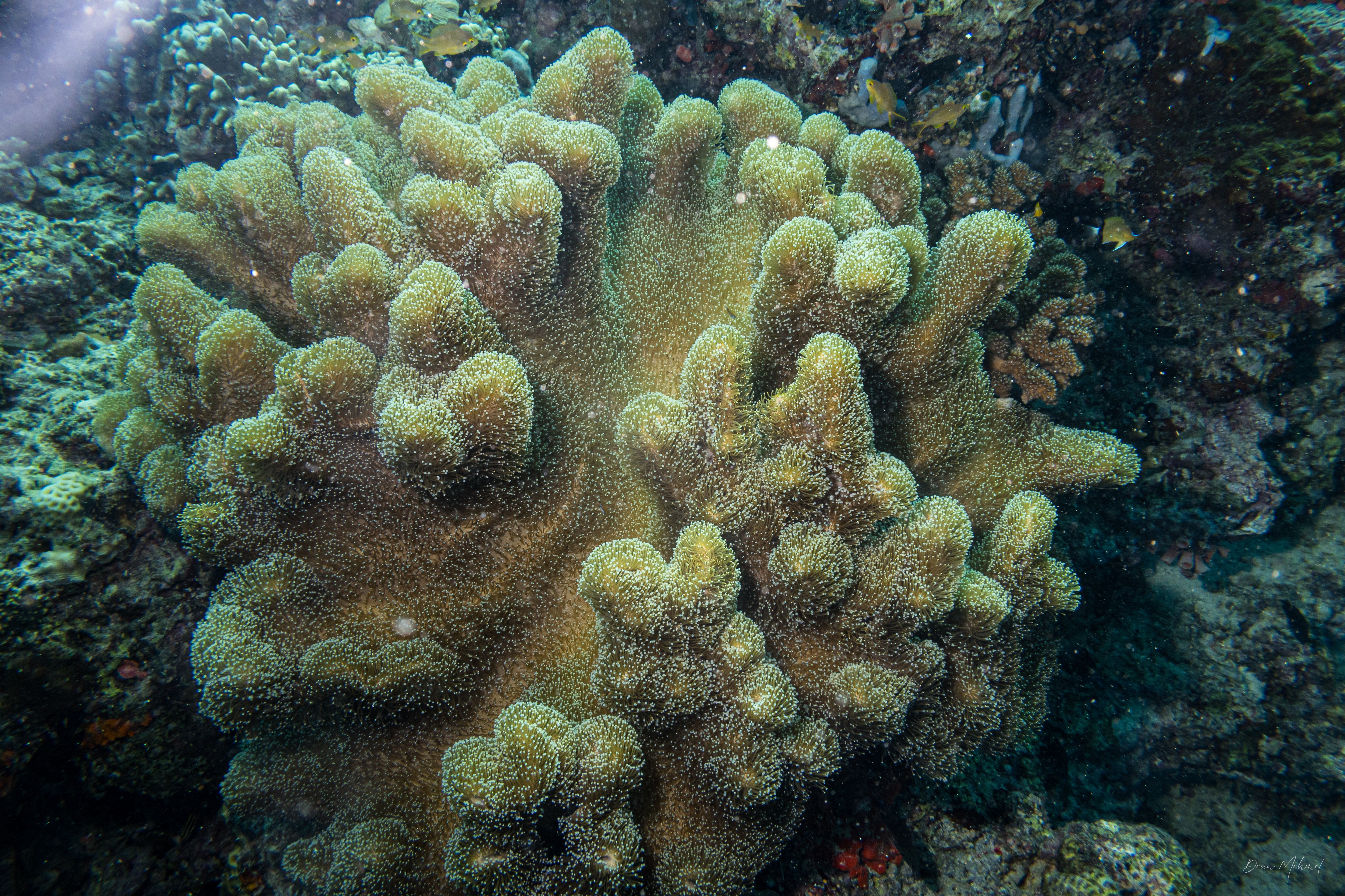 Devil's Hand Corals
