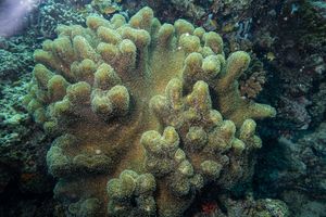 Devil's Hand Corals