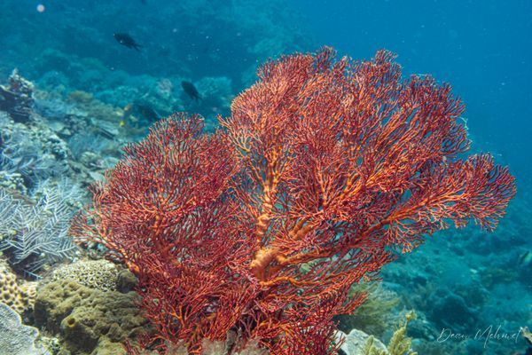 Knotted Fan Coral