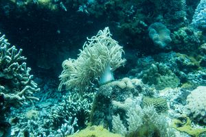 Finger Leather