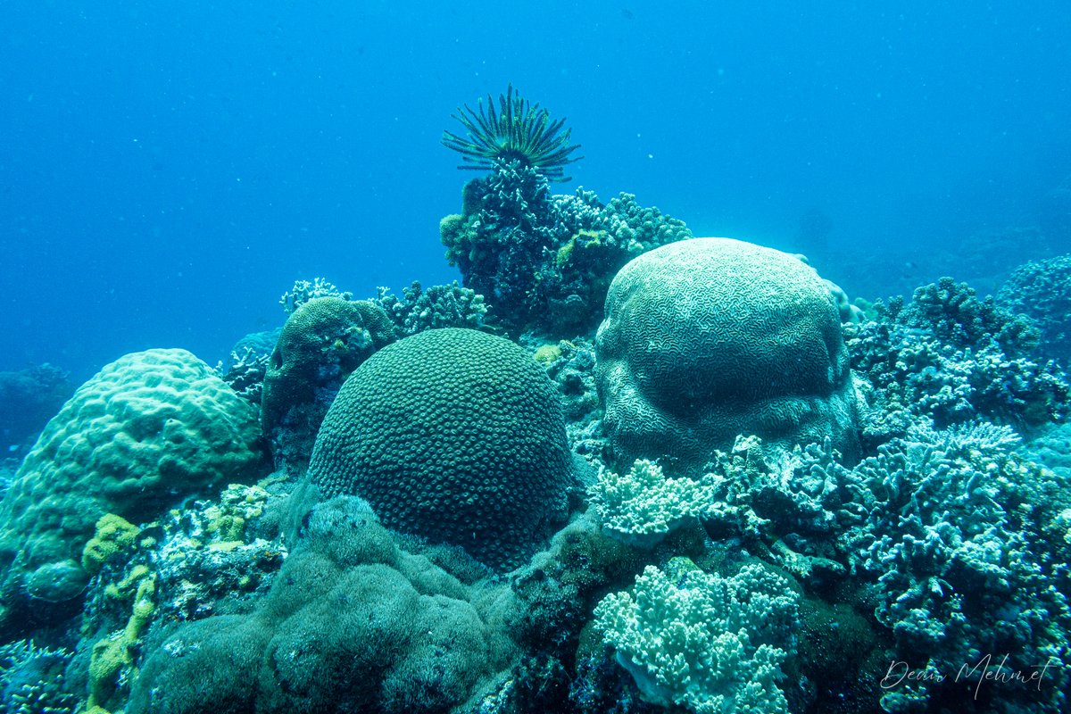 Diploastrea heliopora