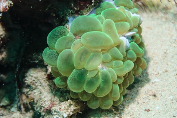Bubble Coral - Photo 1