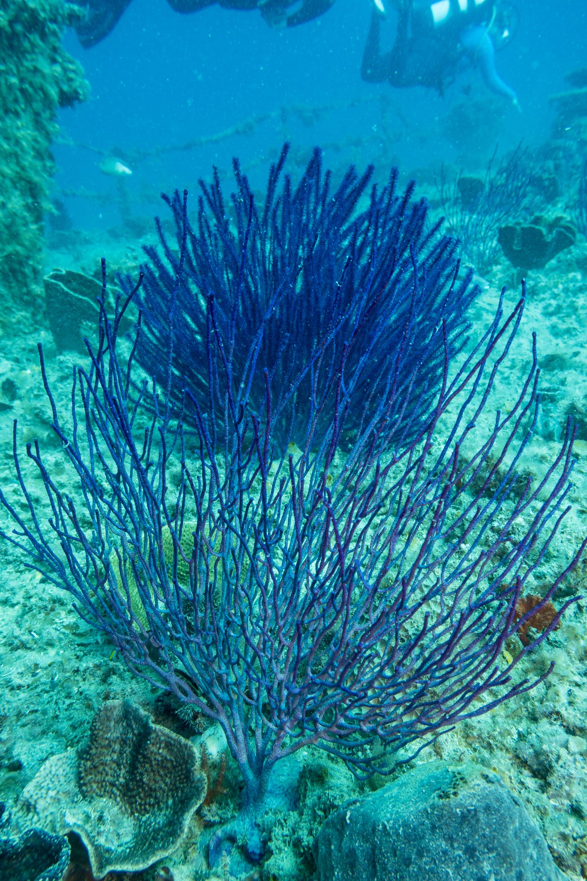 Bushy sea whips hero image