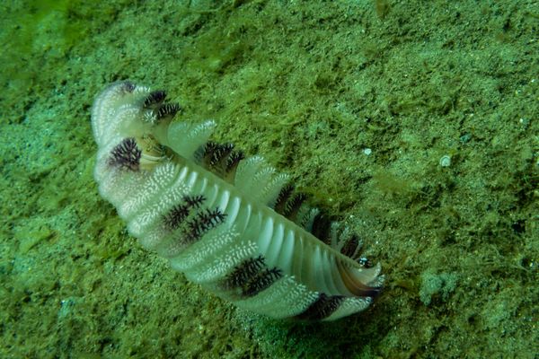 Pteroeides