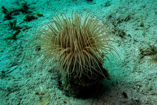 Banded tube anemone