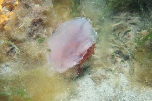 Lion's Mane Jellyfish