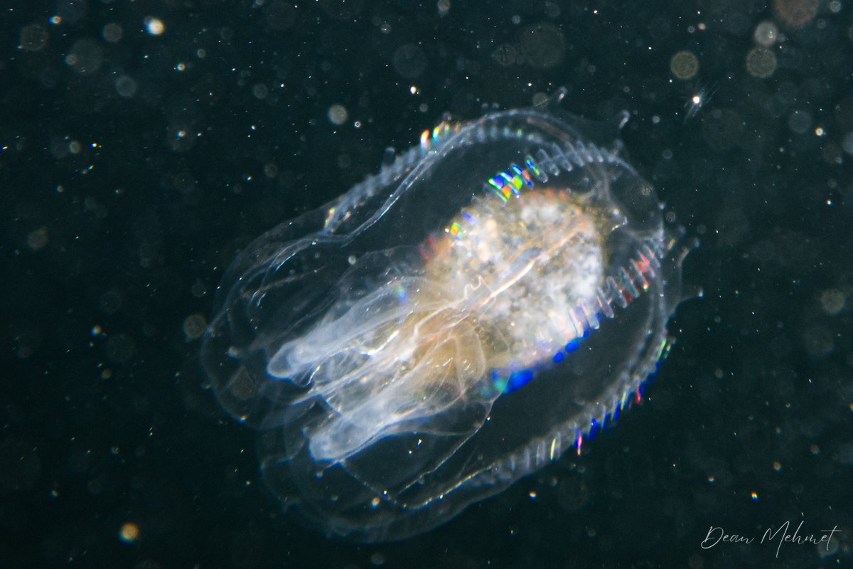 Canadian Comb Jelly hero image