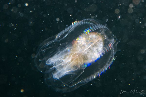 Canadian Comb Jelly