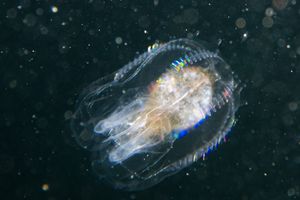Comb Jellies representative species