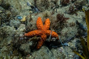 Echinoderms representative species