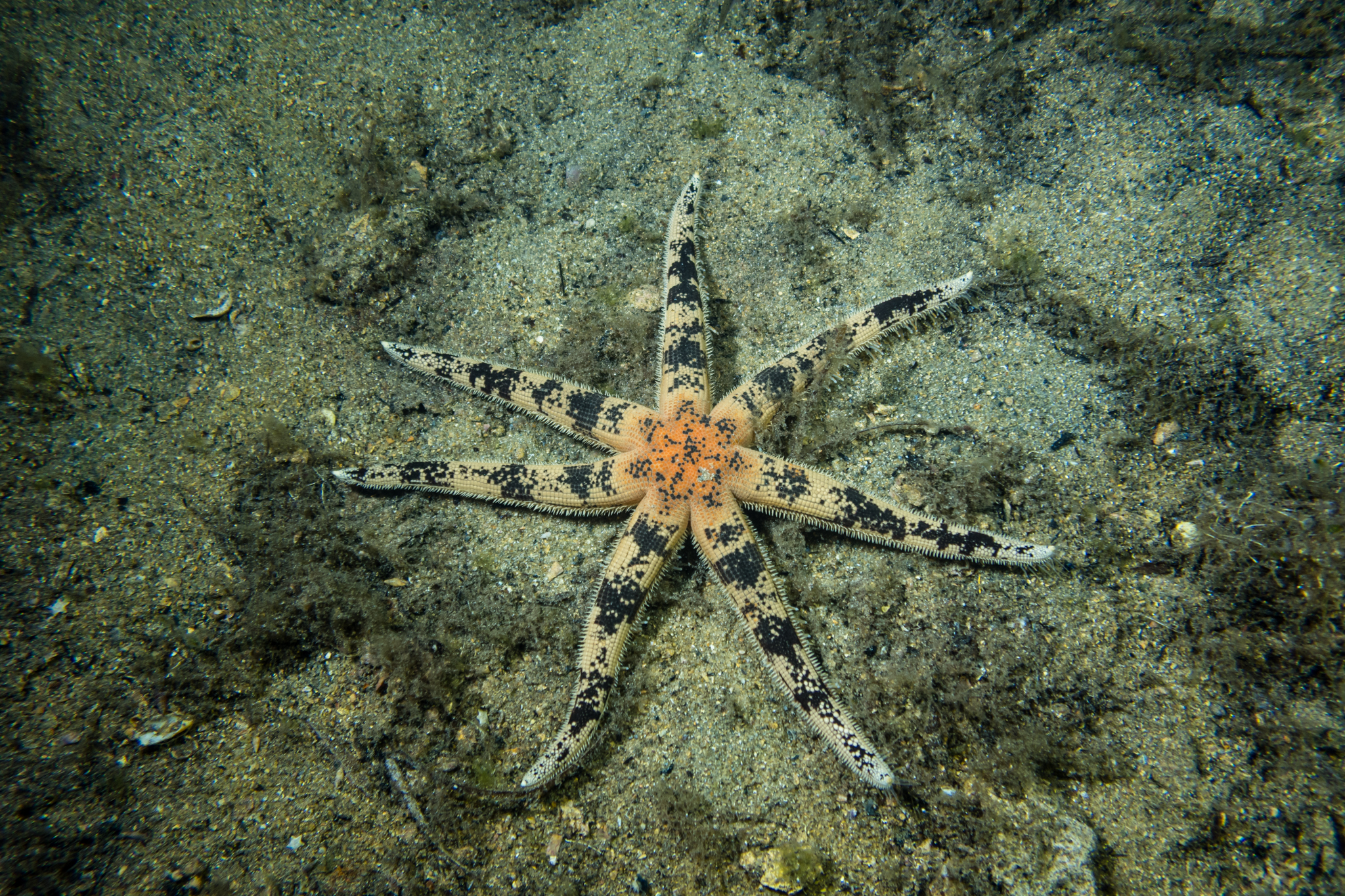 southern sand star