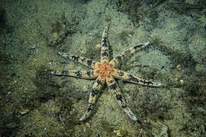 Echinoderms representative species