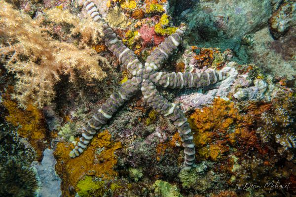 Nodular Sea Star