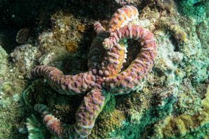 Echinoderms representative species