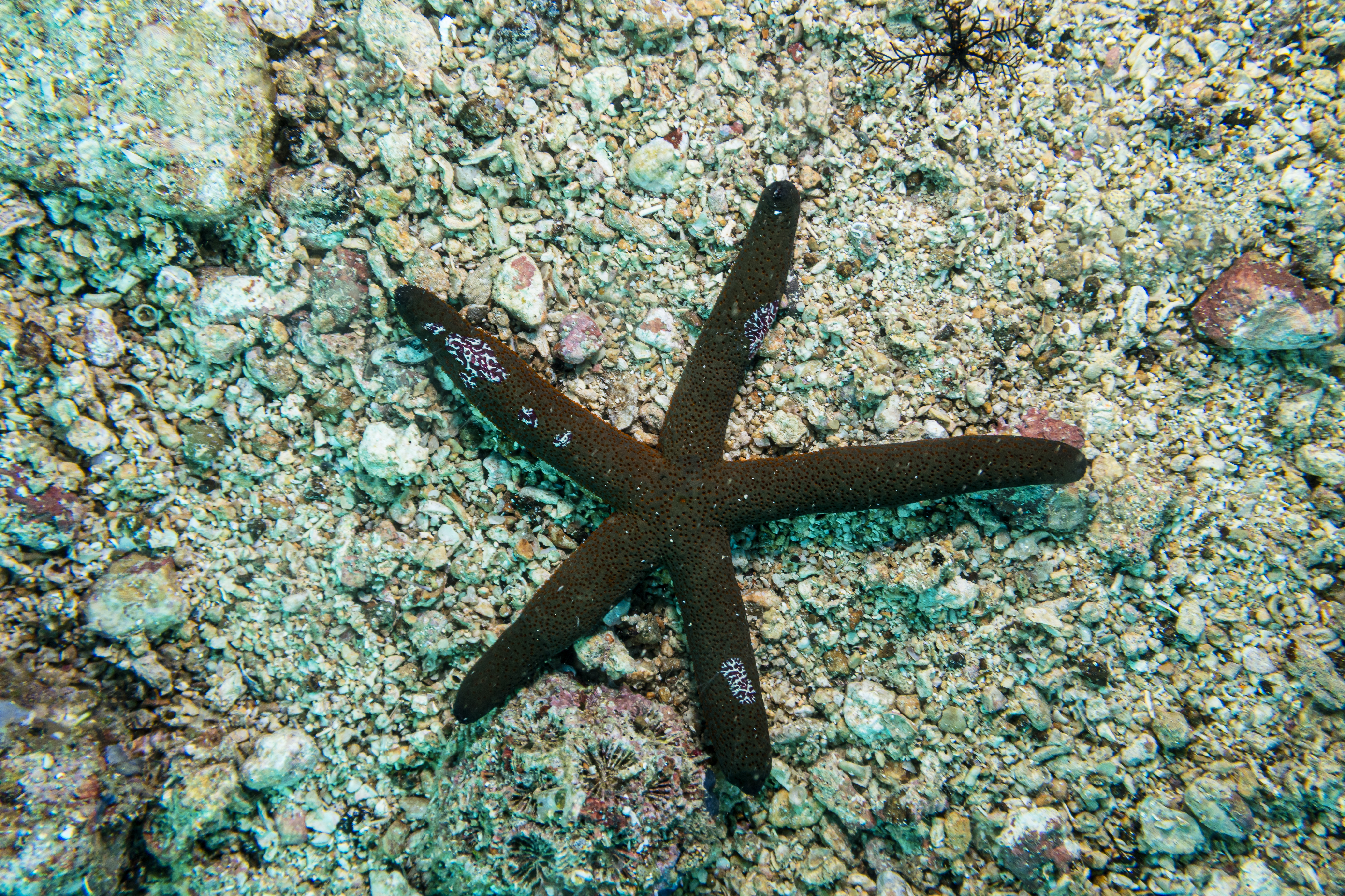 Luzon Sea Star