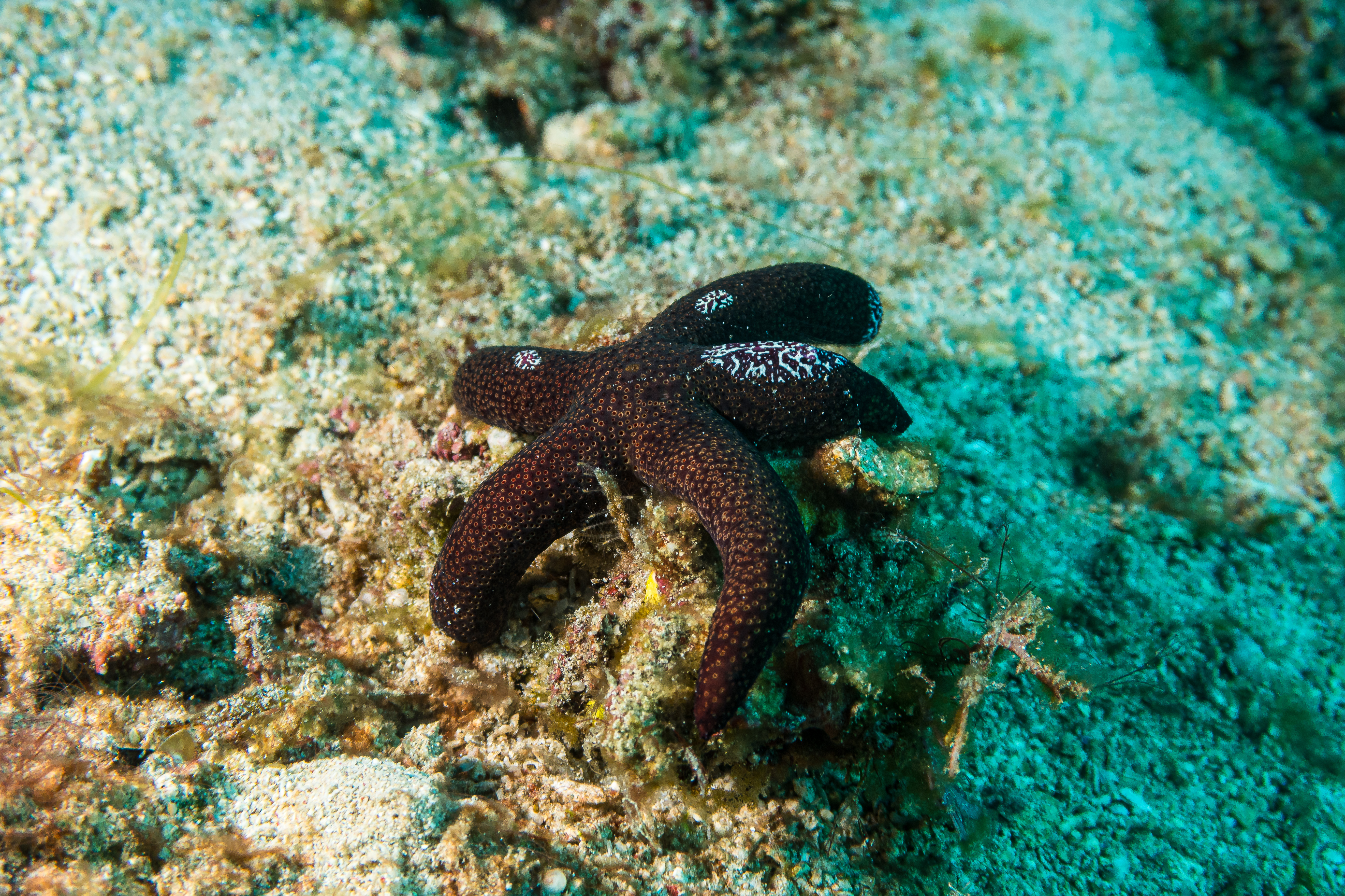 Luzon Sea Star