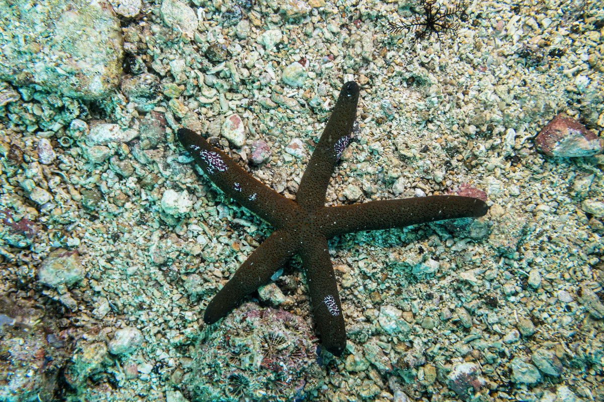 Luzon Sea Star hero image