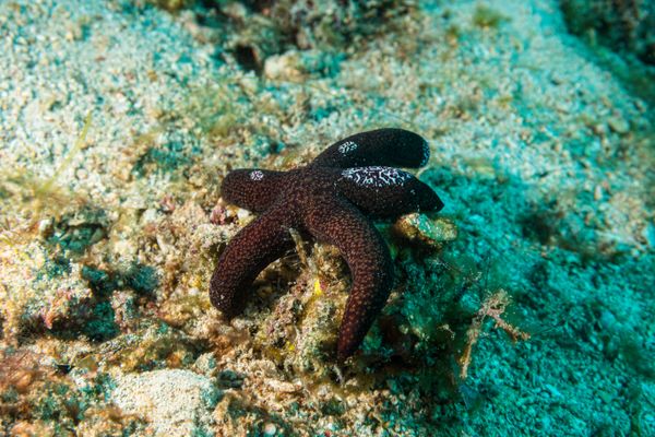 Luzon Sea Star