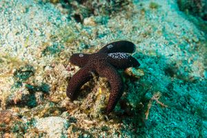 Luzon Sea Star