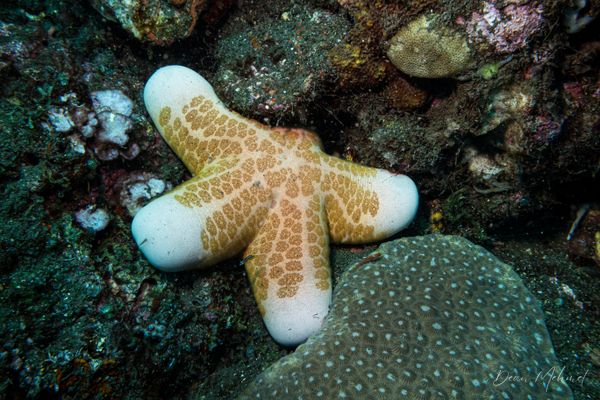 Granulated Sea Star