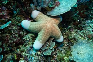 Granulated Sea Star
