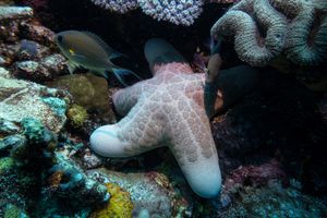 Granulated Sea Star