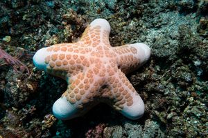 Granulated Sea Star