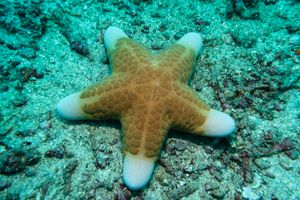 Granulated Sea Star