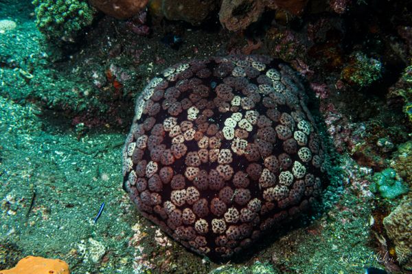 Pillow Cushion Star