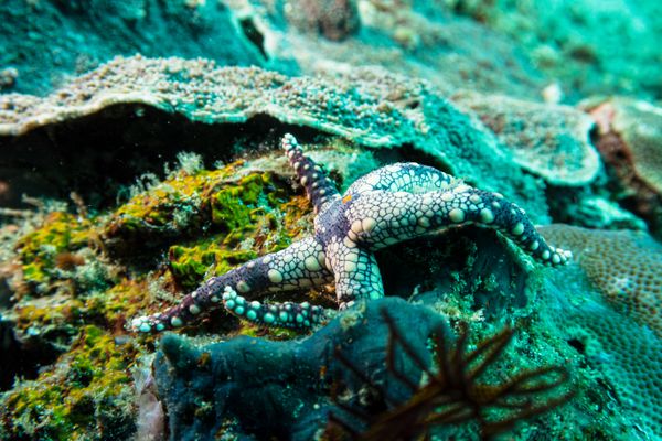 Pebbled Sea Star