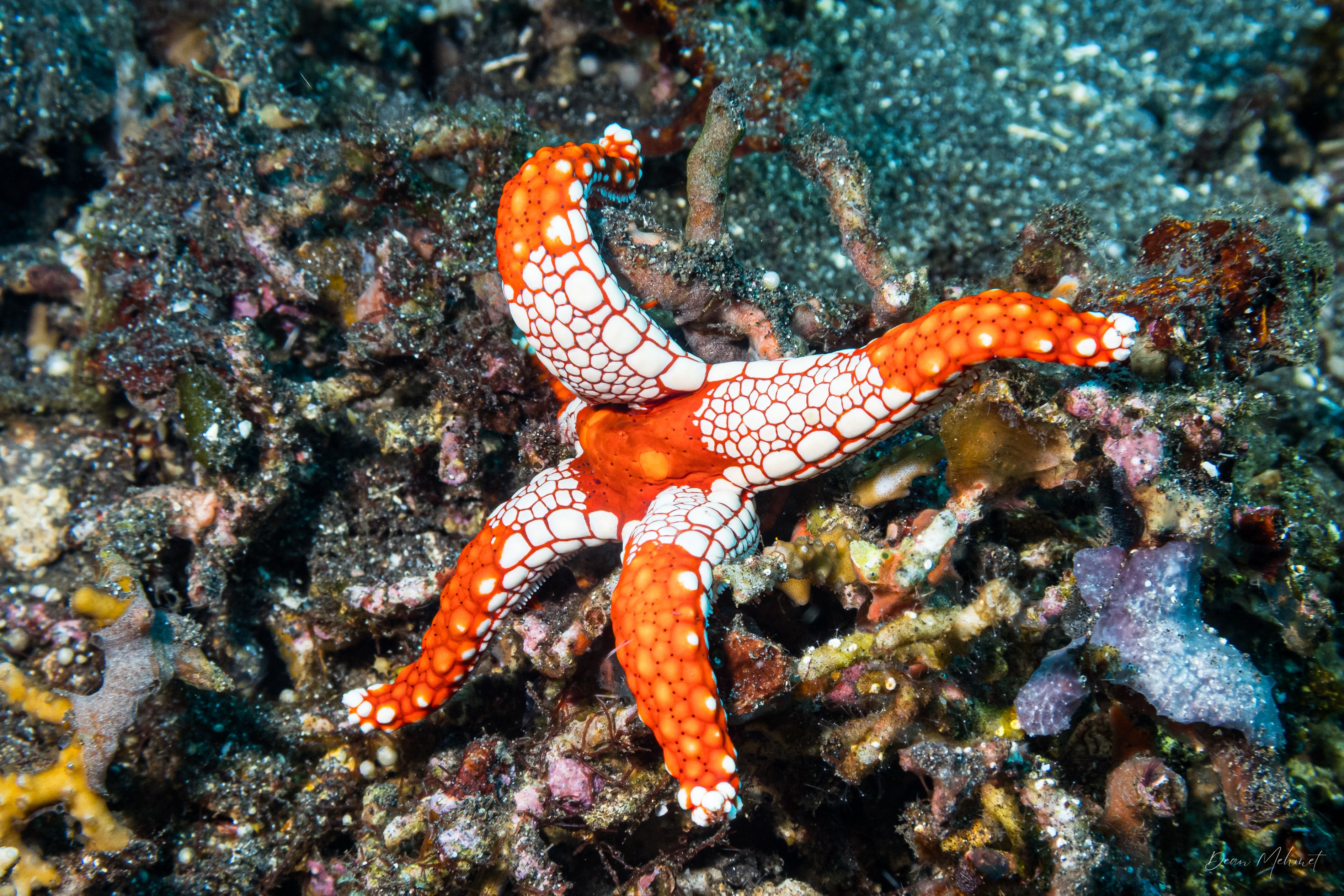 Tiled Sea Star