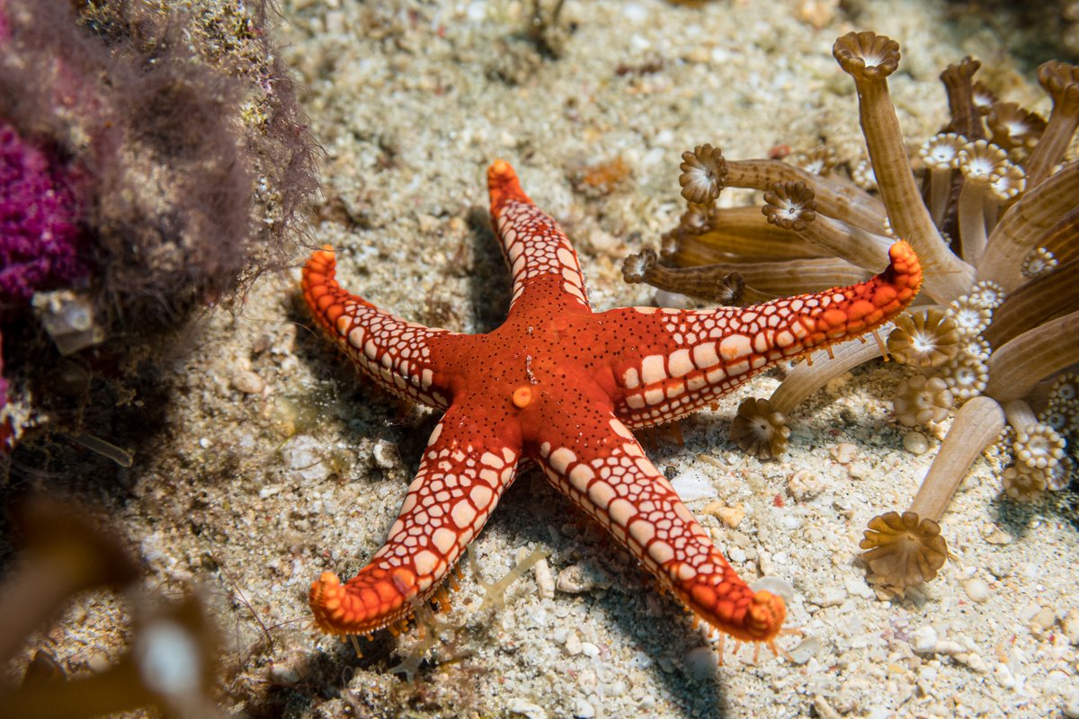 Tiled Sea Star hero image