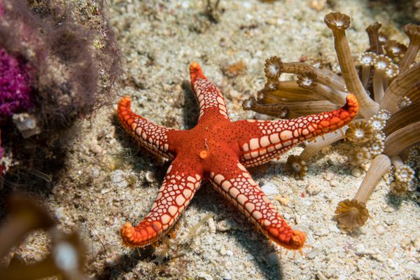 Tiled Sea Star