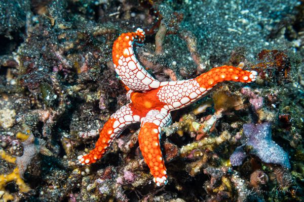 Tiled Sea Star