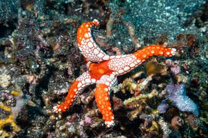 Tiled Sea Star