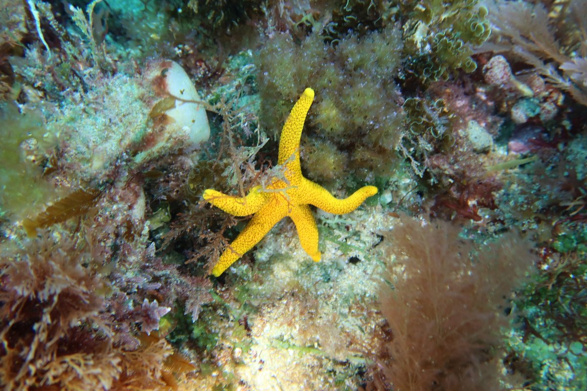 Many-spotted seastar hero image